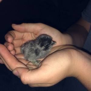 Meet your Posher, Joyce